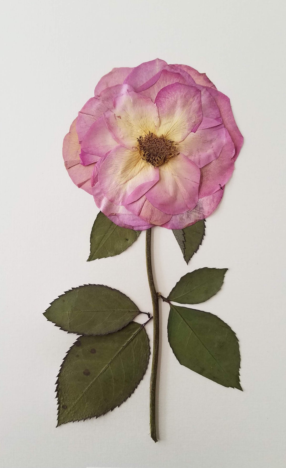 Rose Herbarium Original Preservation Press